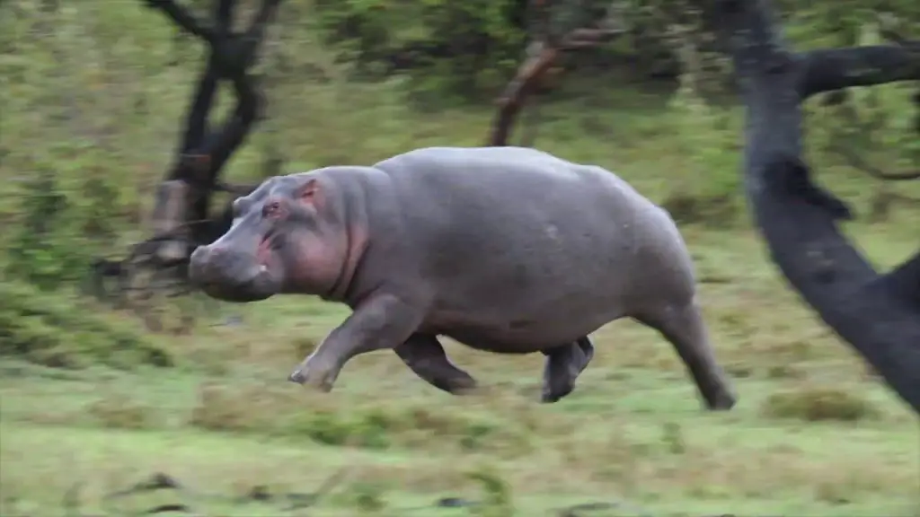 How Fast Can a Hippo Run