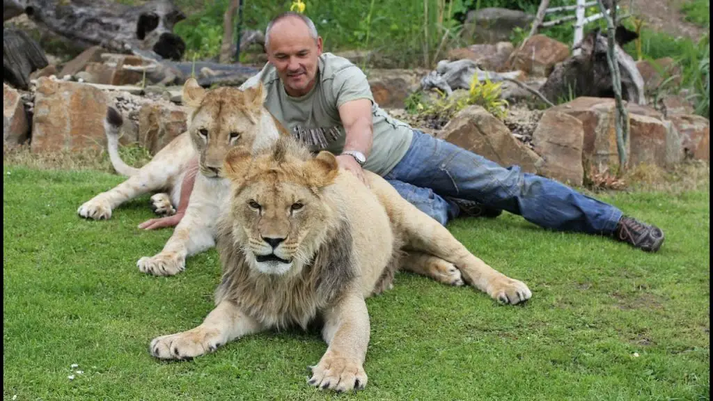 The Truth About Pet Lions