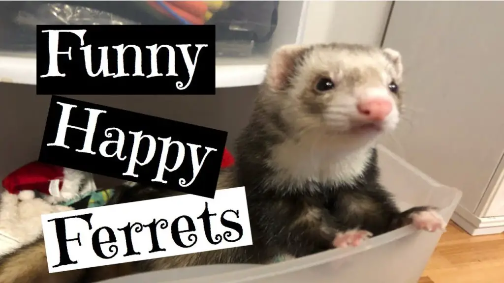 5 Foolproof Techniques to Keep Your Ferrets Happy