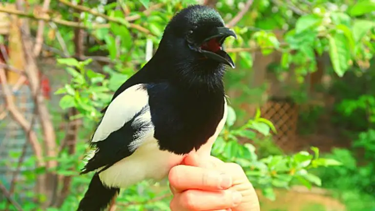 Can Magpies Be Pets