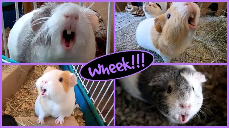 Why Does My Guinea Pig Wheek So Much?