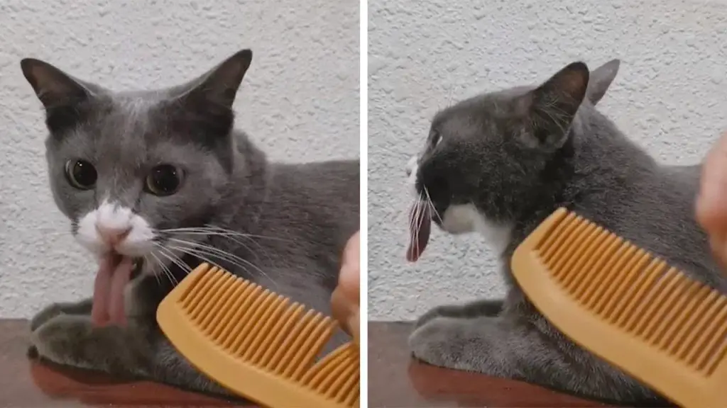 Why Do Cats React To Combs