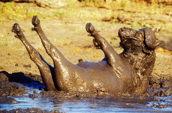 Animals That Wallow In Mud