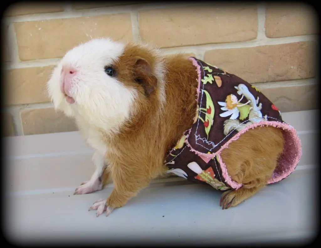 Can Guinea Pigs Wear Diapers