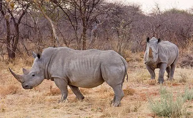 Do Rhinos Have Tails