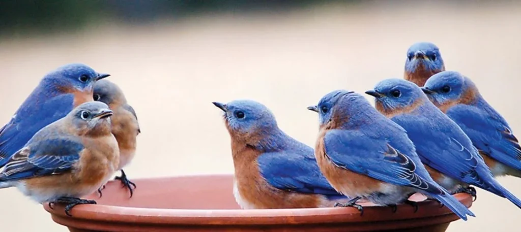 Are Birds Loyal To Their Owners