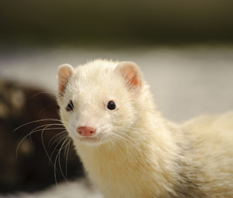 Top 10 Compelling Reasons to Choose a Ferret For a Pet