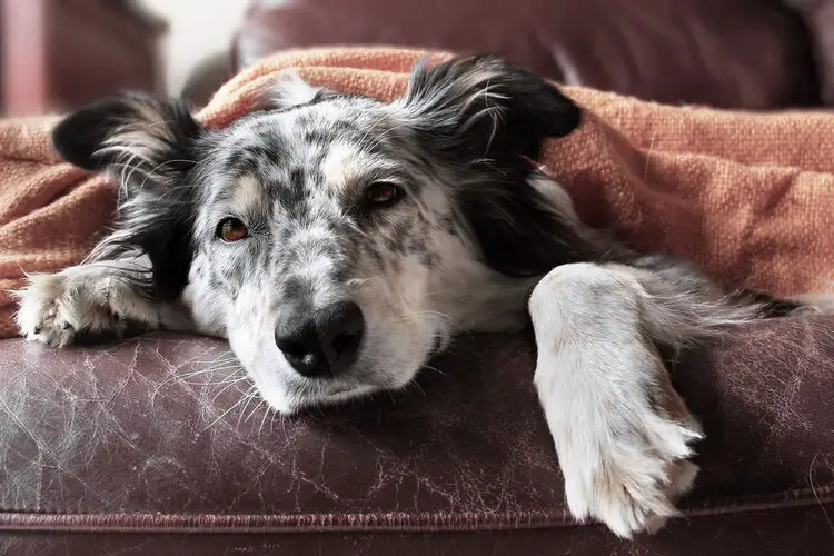 Why Do Dogs Devour Crayons