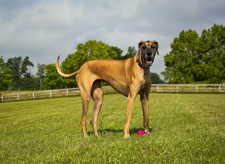 Are Great Danes Good Guard Dogs