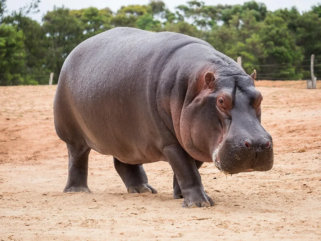 Can Hippos Be Domesticated