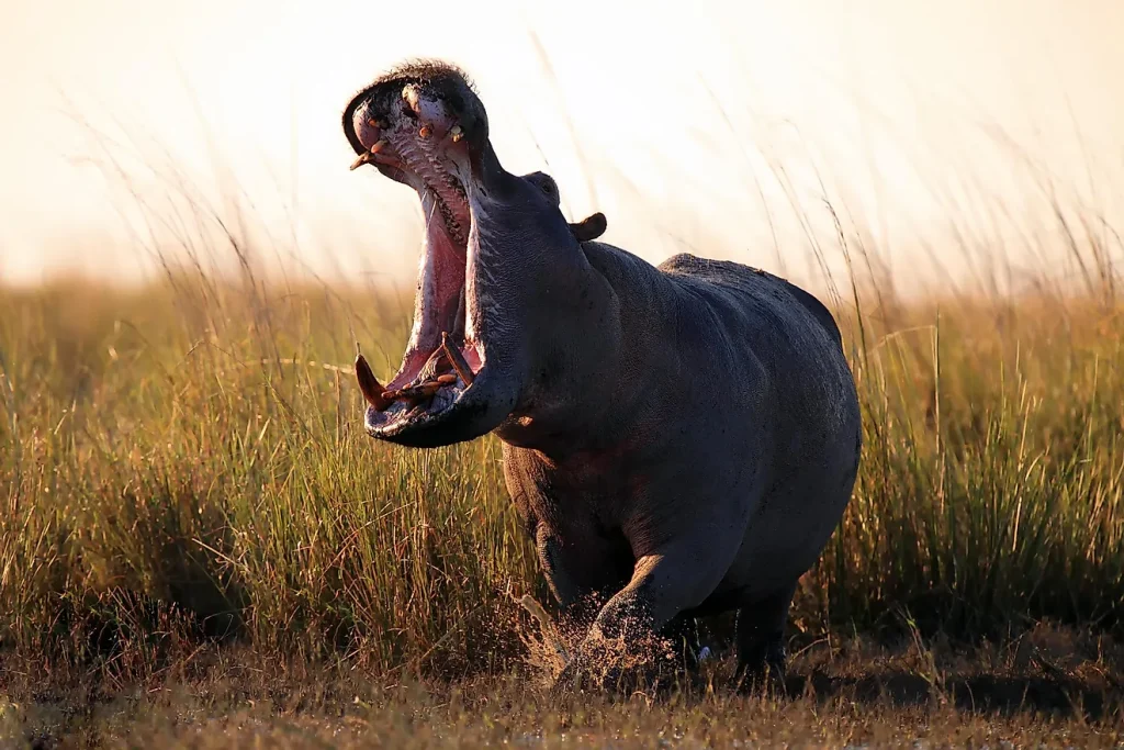 Can Hippos Be Domesticated