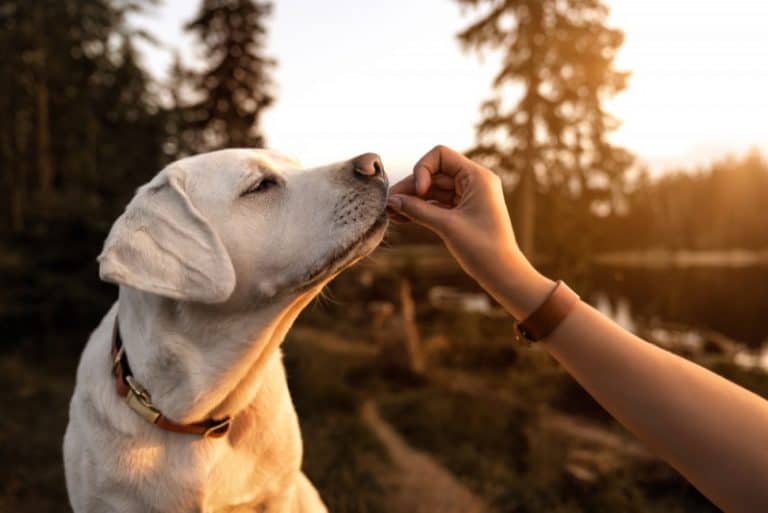 Why Does My Dog Only Eat From My Hand?