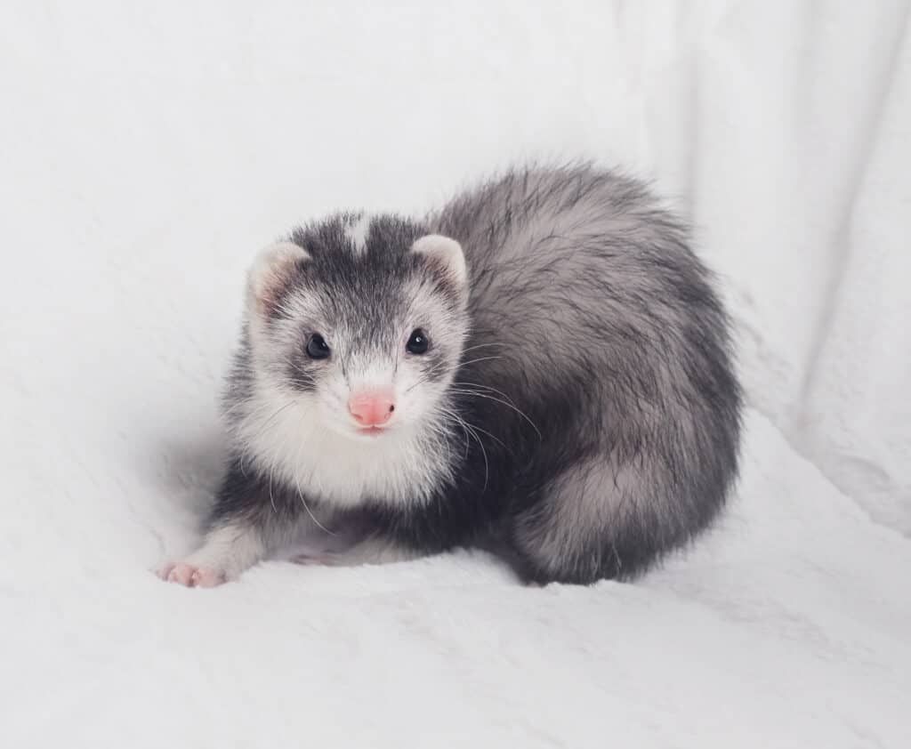 Ferret Colors And Patterns