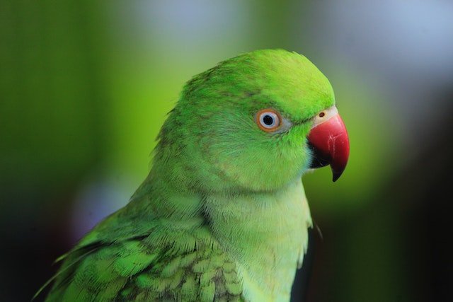 Are Birds Loyal To Their Owners