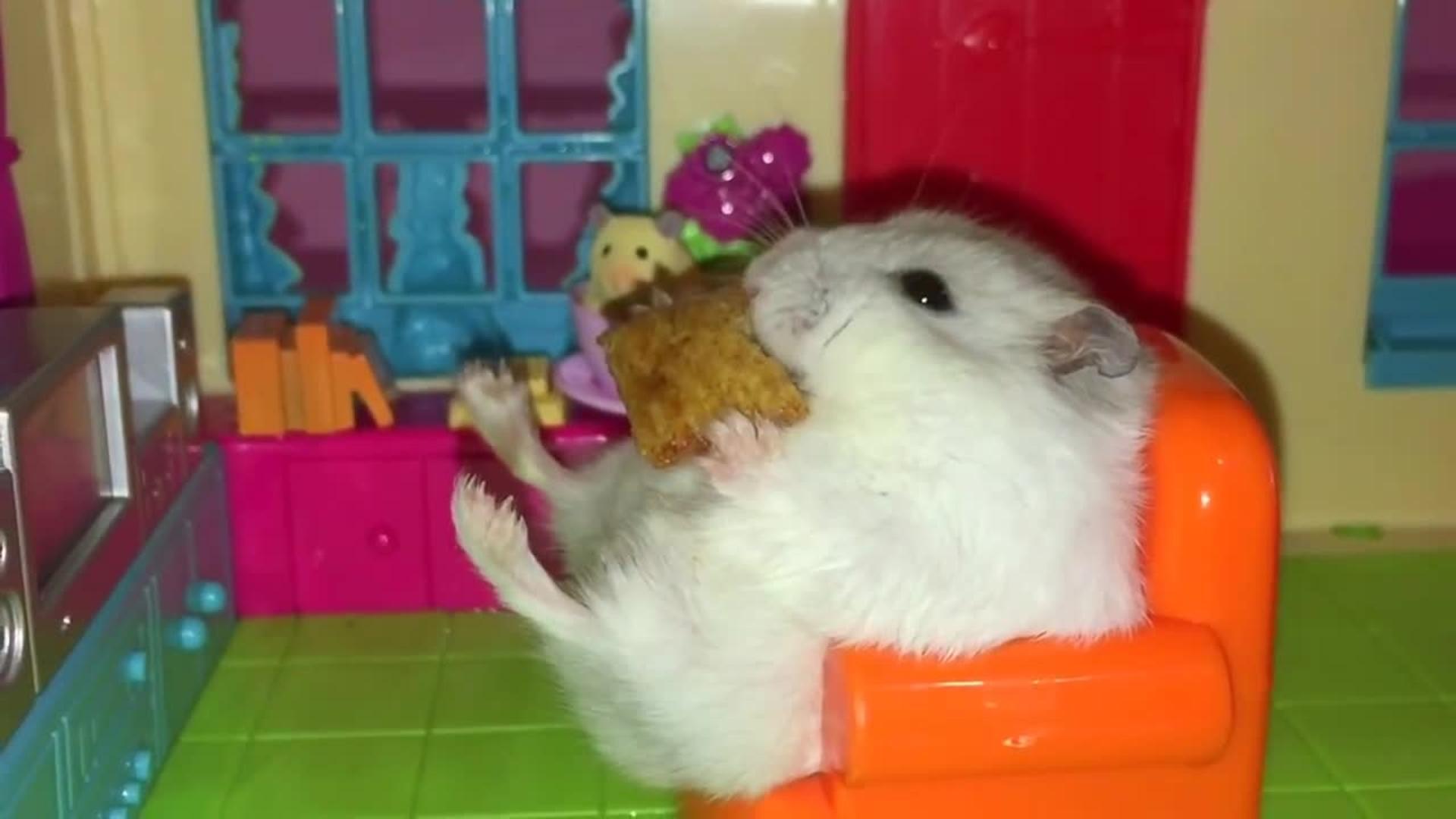 Can Hamsters Watch TV