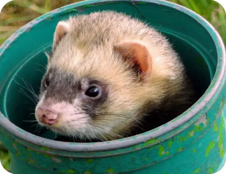 Toilet Training Your Ferret