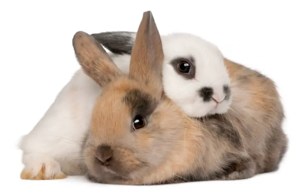 Why Do Rabbits Lay On Top Of Each Other