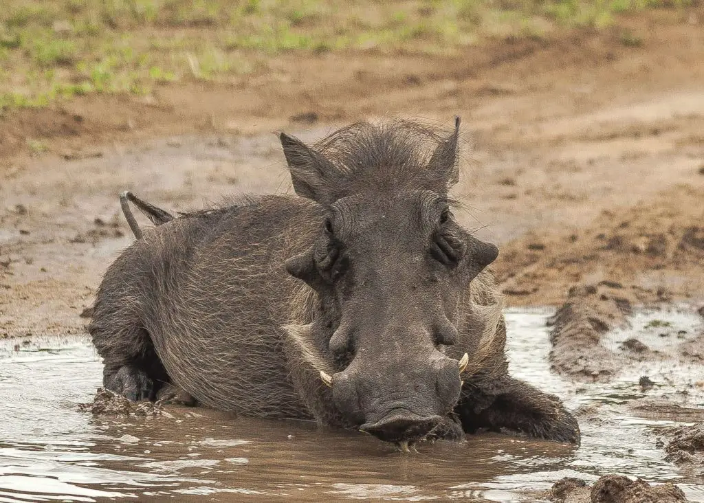 Animals That Wallow In Mud