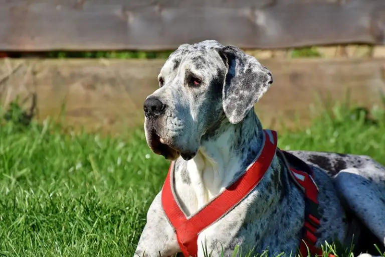 When Do Great Danes Finally Relax?