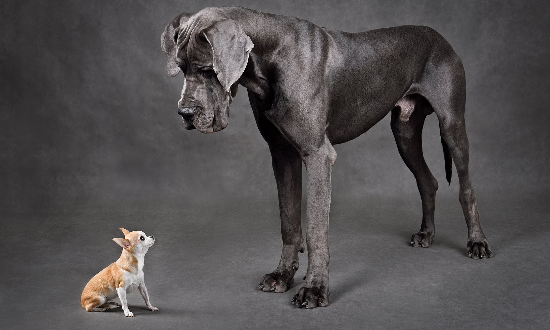 When Do Great Danes Stop Growing ( All You Need to Know)