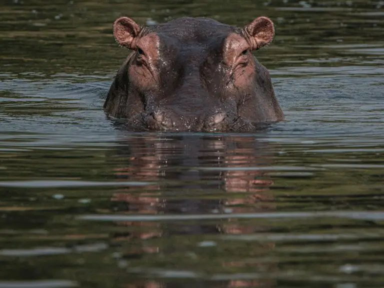 Why Are Crocodiles Afraid Of Hippos?