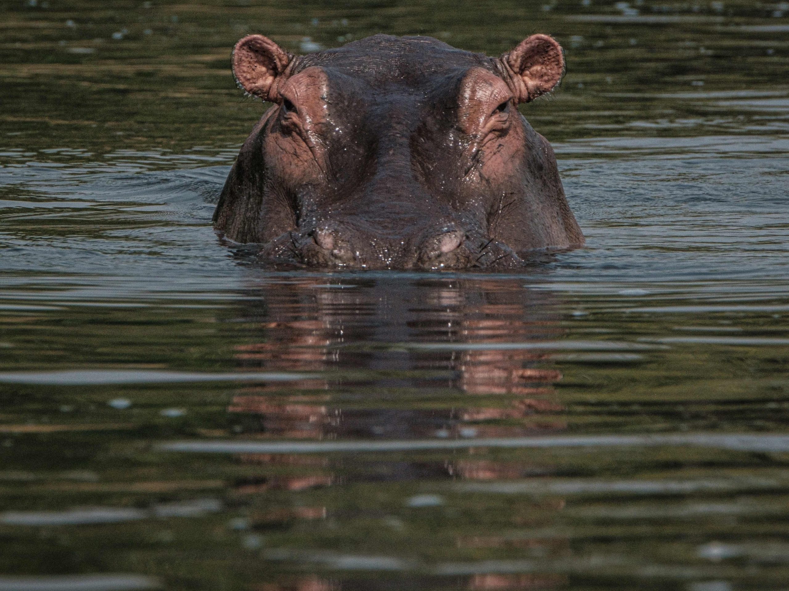 Why Are Crocodiles Afraid Of Hippos? Truth Revealed!