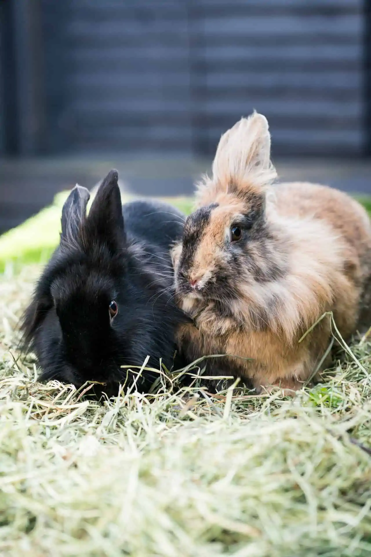 Why Chinchilla Won’T Eat Hay? This Is Why!