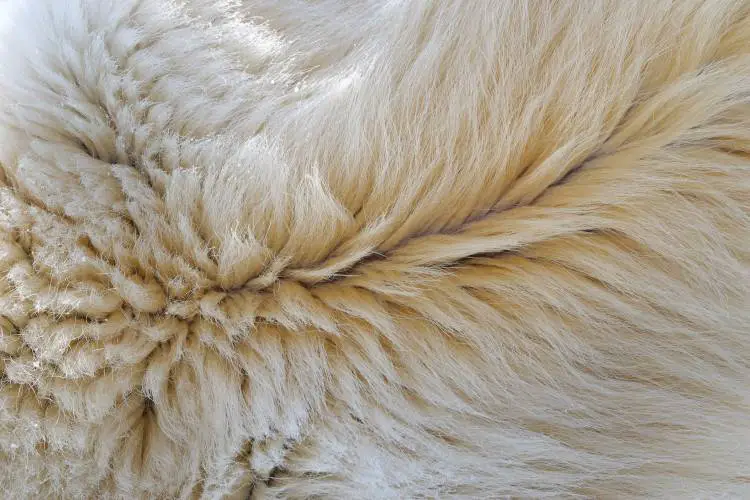 Why Do Camels Have Thick Fur