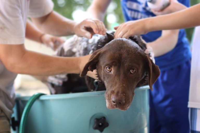 Why Do Dogs Love Water But Hate Baths?