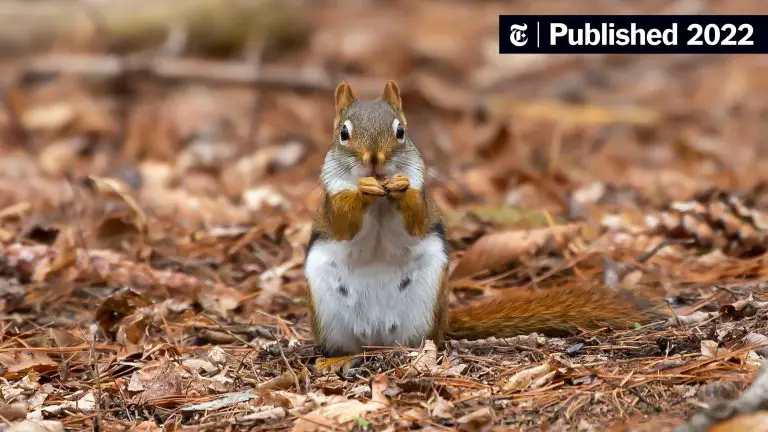 Why Squirrels Freeze