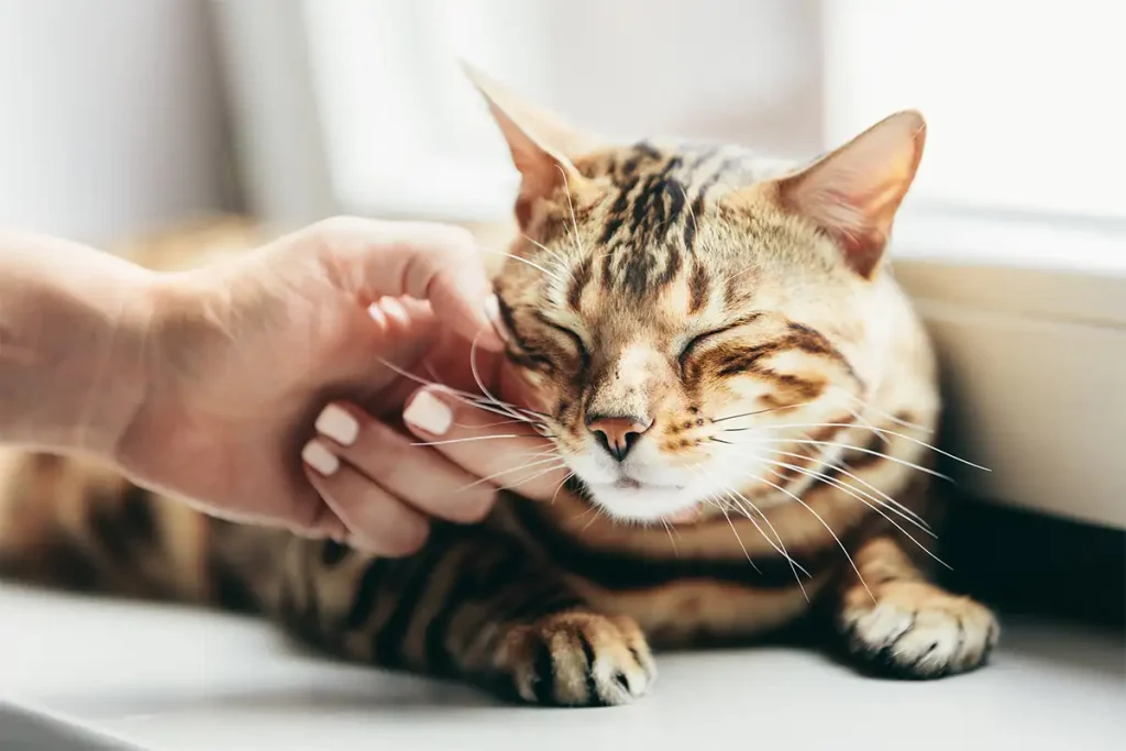 Why Cats Purr But Dogs Don't