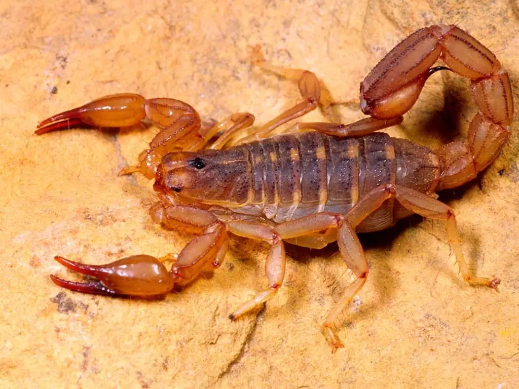 Can Scorpions Sting Themselves