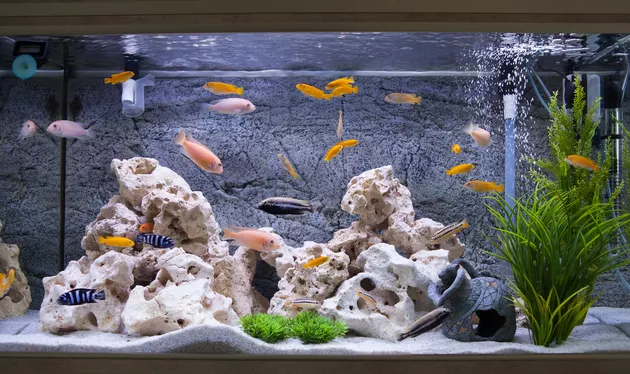 Can You Clean A Fishtank With Vinegar