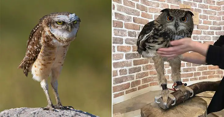 Curious About Owl Legs