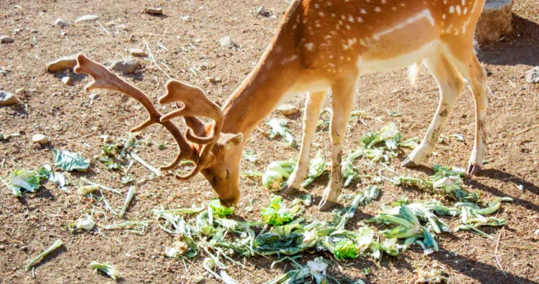 Can Deer Eat Broccoli?