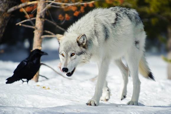 Why Do Ravens Follow Wolves