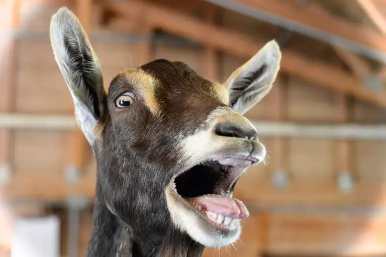 Do Goats Have Top Teeth? (Read Why)