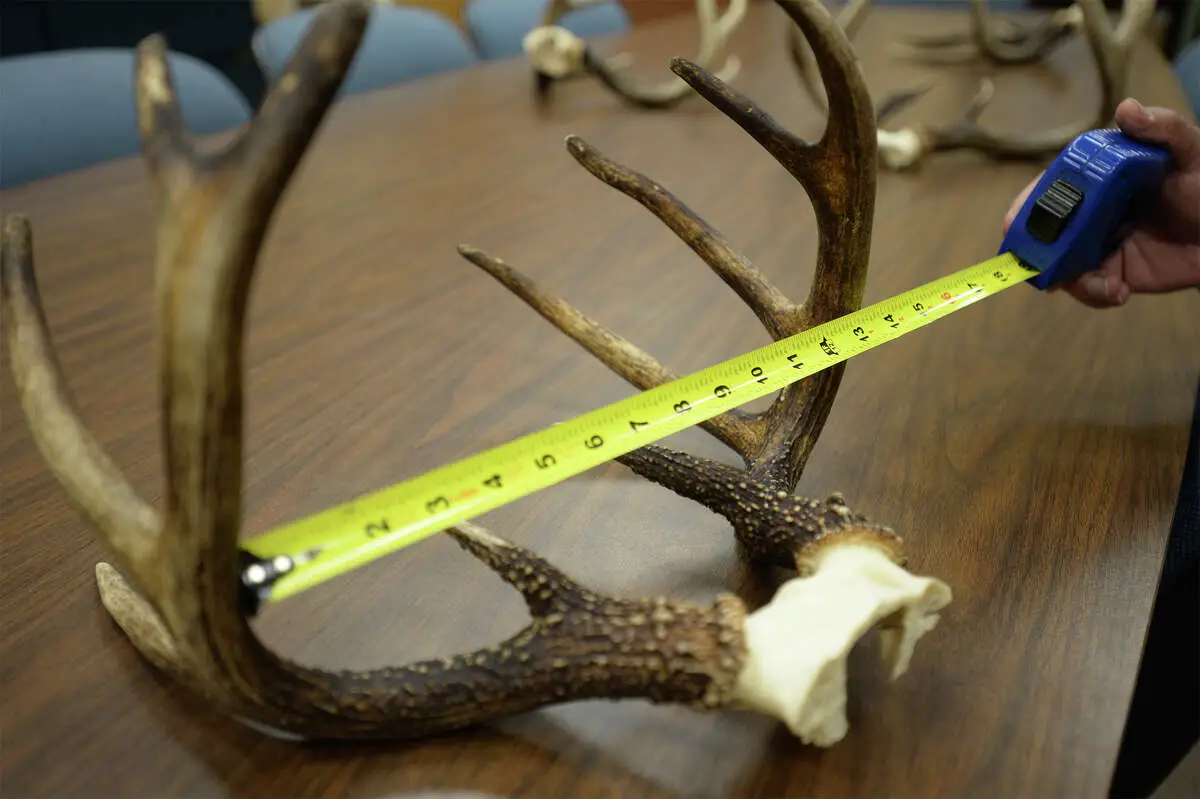 How To Measure Deer Antler Spread Nickiy