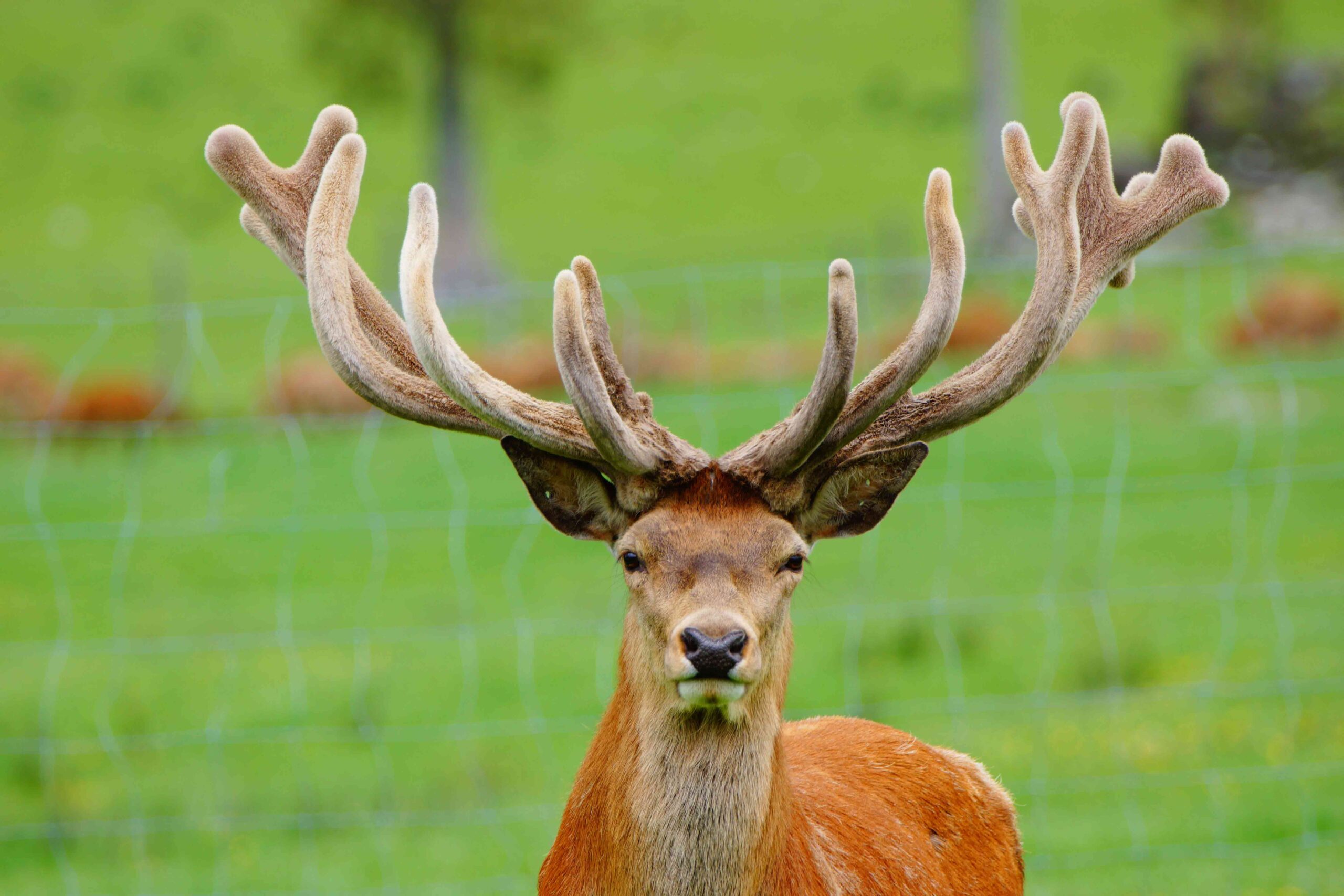 Goat Feed For Deer