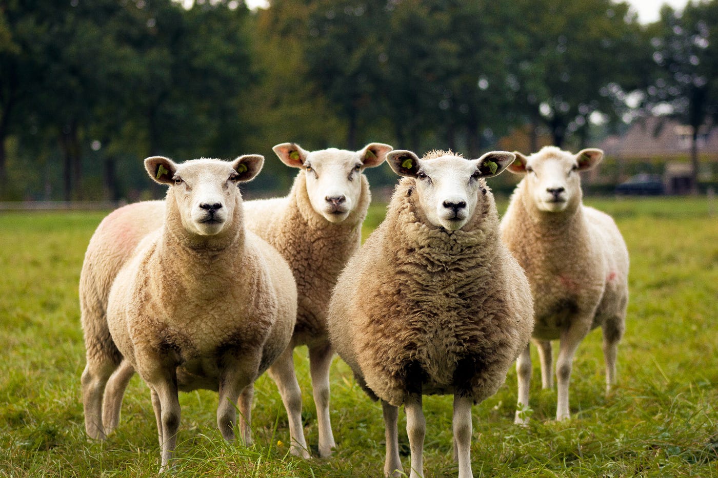 Unveiling the Intriguing Defense Tactics of Sheep