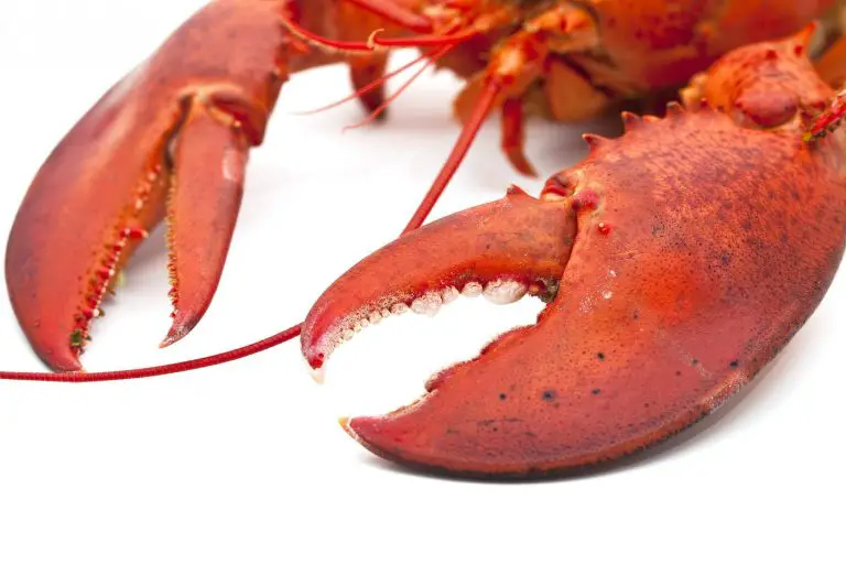 Why Do Lobsters Have Two Different Claws?