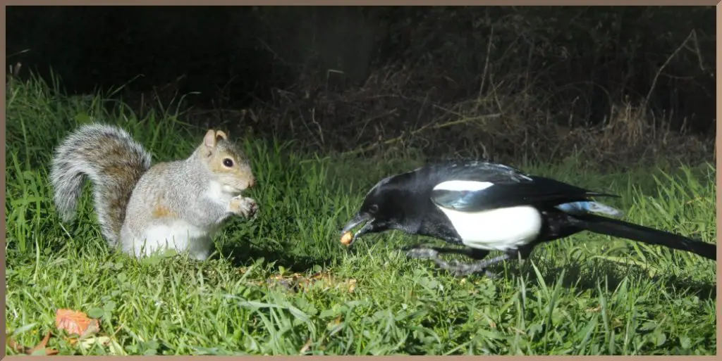 Why Do Squirrels And Magpies Fight