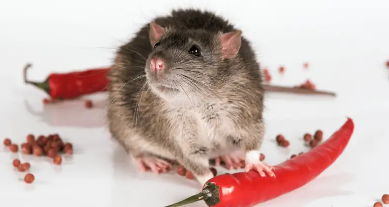 Can Rats Eat Spicy Food?