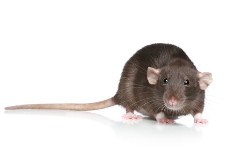 The Spooky Reasons Why Rats Make Noise When They Die