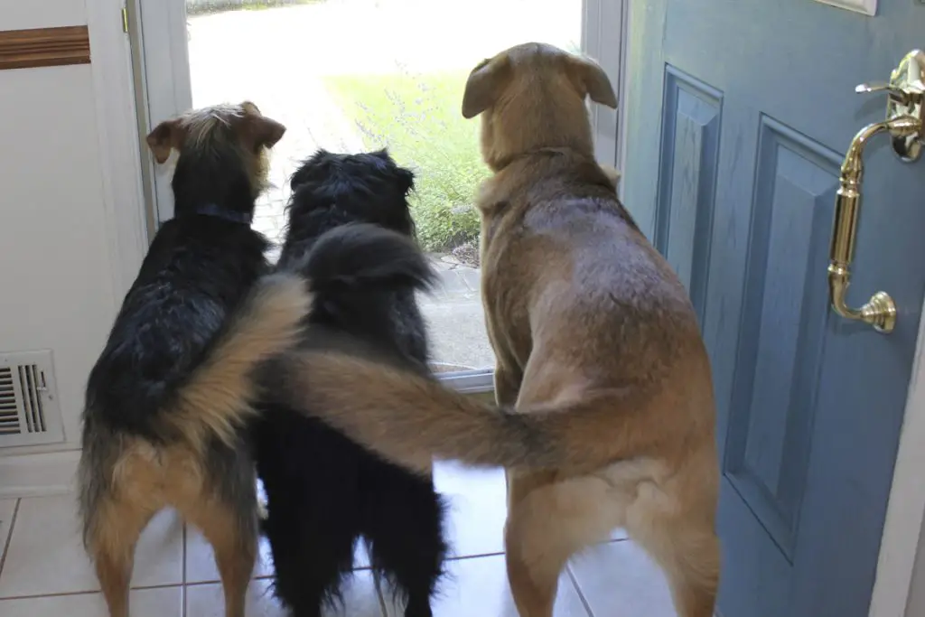 12 Tail-Wagging Animals