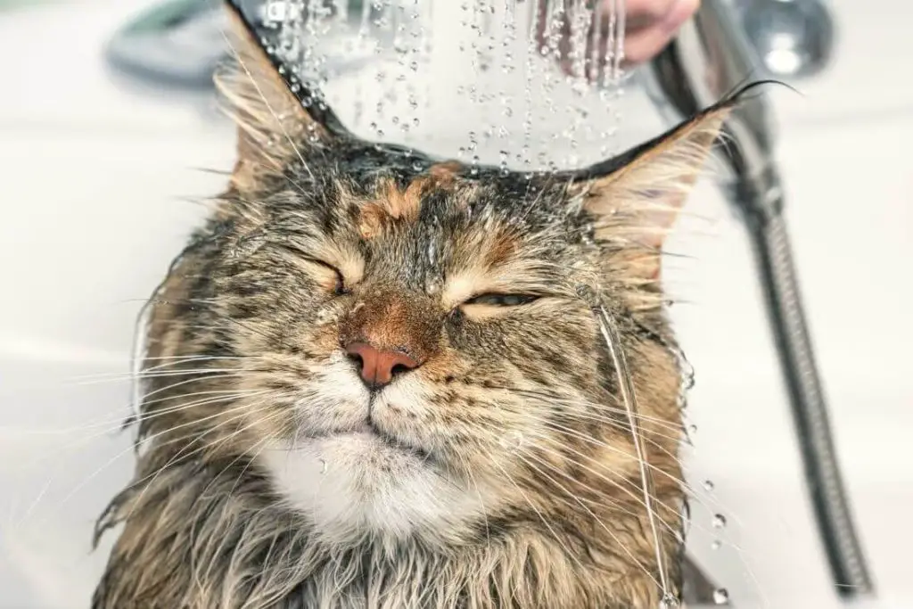 Cats' Bath Water Preference