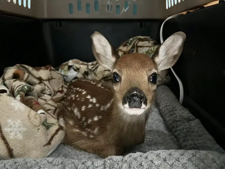 Why Does a Baby Deer Cry at Night?