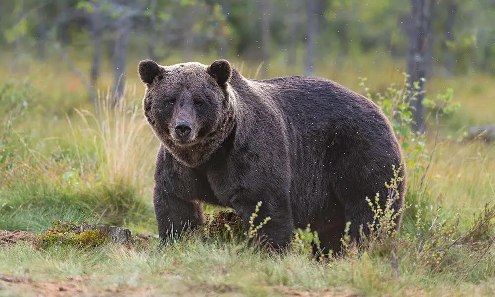 Can Playing Dead Save You from Bears