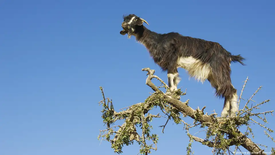 How Do Goats Climb?  : Unveiling the Secret of Their Astounding Agility