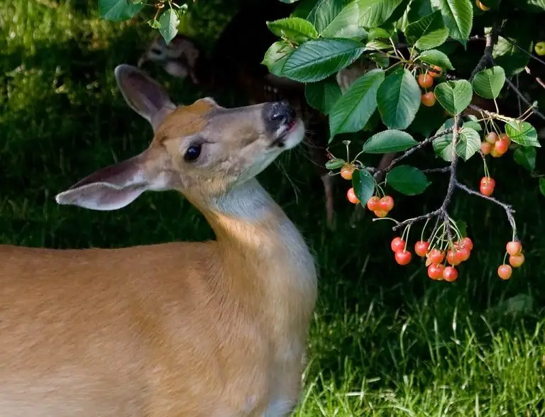 Can Deer Eat Cherries?